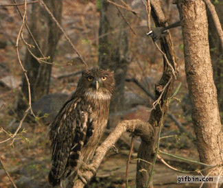 cool pic owl and bird gif - gifbin.com