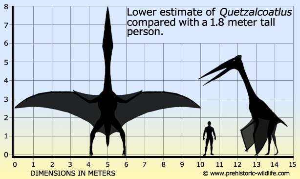 largest flying creature ever - Lower estimate of Quetzalcoatlus compared with a 1.8 meter tall person. 0 6 7 8 9 15 1 2 3 4 5 Dimensions In Meters 10 11 12 13 14