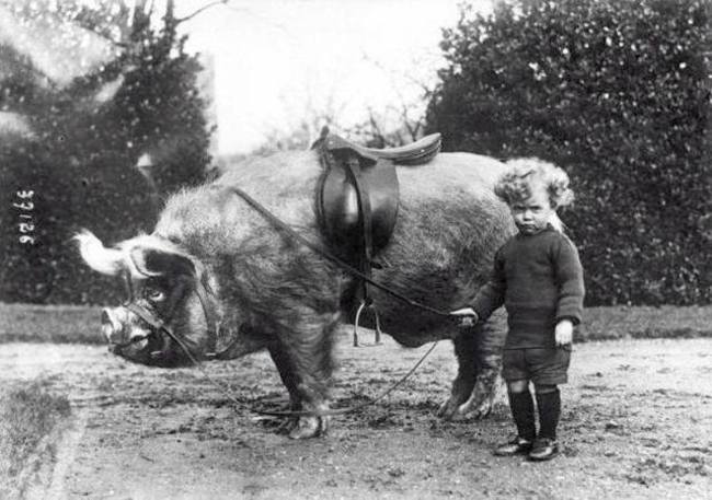 A boy stands next to his riding boar. [c. 1930s]