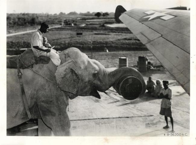 An elephant is used to load supplies onto an American plane. [1945]