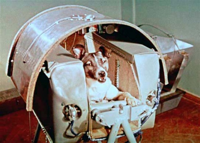 Laika, the first dog in space, has her capsule built around her. No provisions were made for her return, and she died in orbit. [1957]