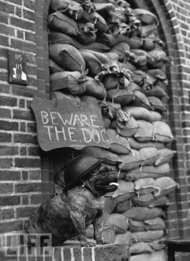 A bulldog guards a British home barricaded during the Blitz. [c. 1939-1945]