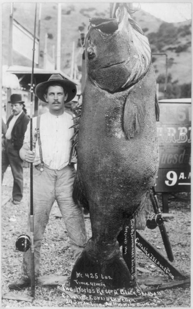 The World’s Record black sea bass caught by Edward Llewellen. It weight 425 lbs. He bought it in alone. [1903]
