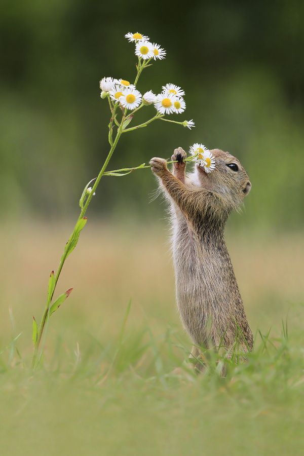 prairie dog with flower