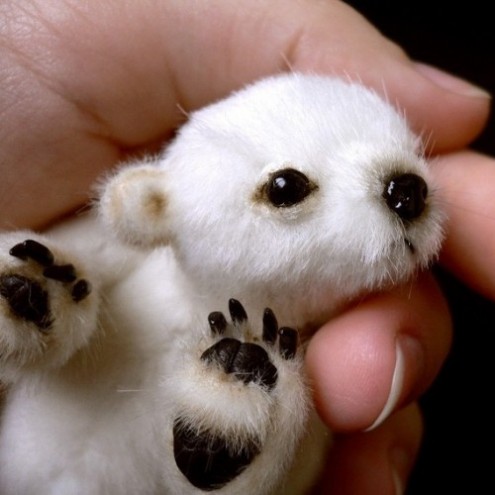 new born polar bear