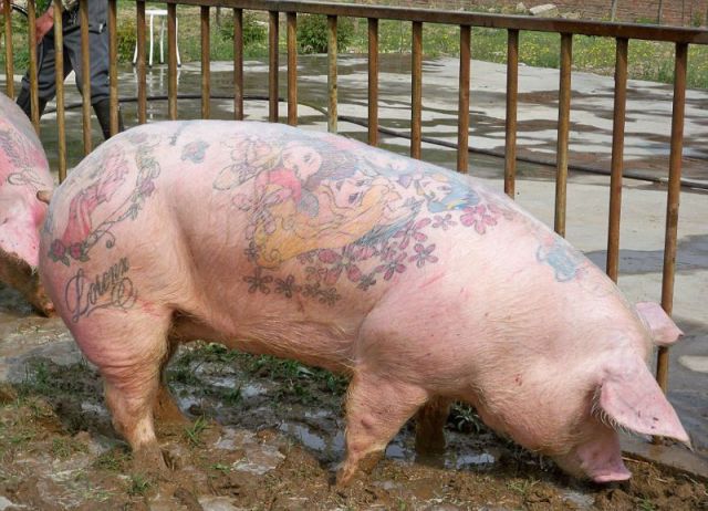 tattooed pig