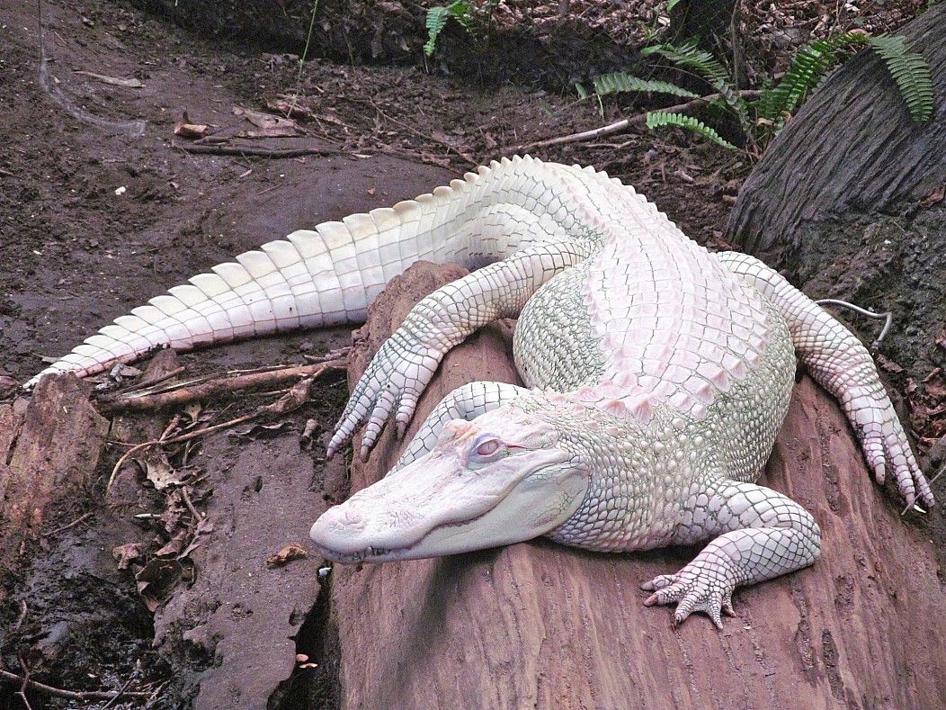 albino animals