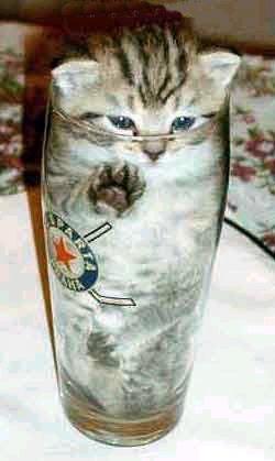 kitten in a pint glass