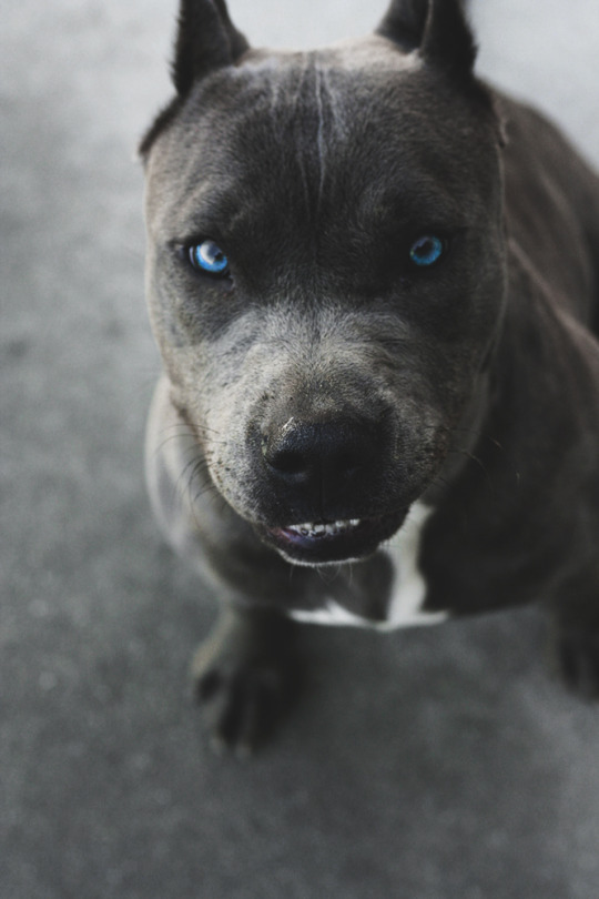 pitbull blue eyes