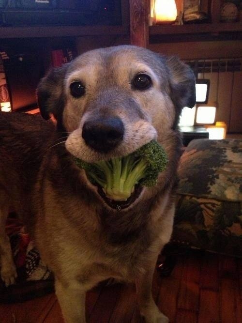 dog with broccoli