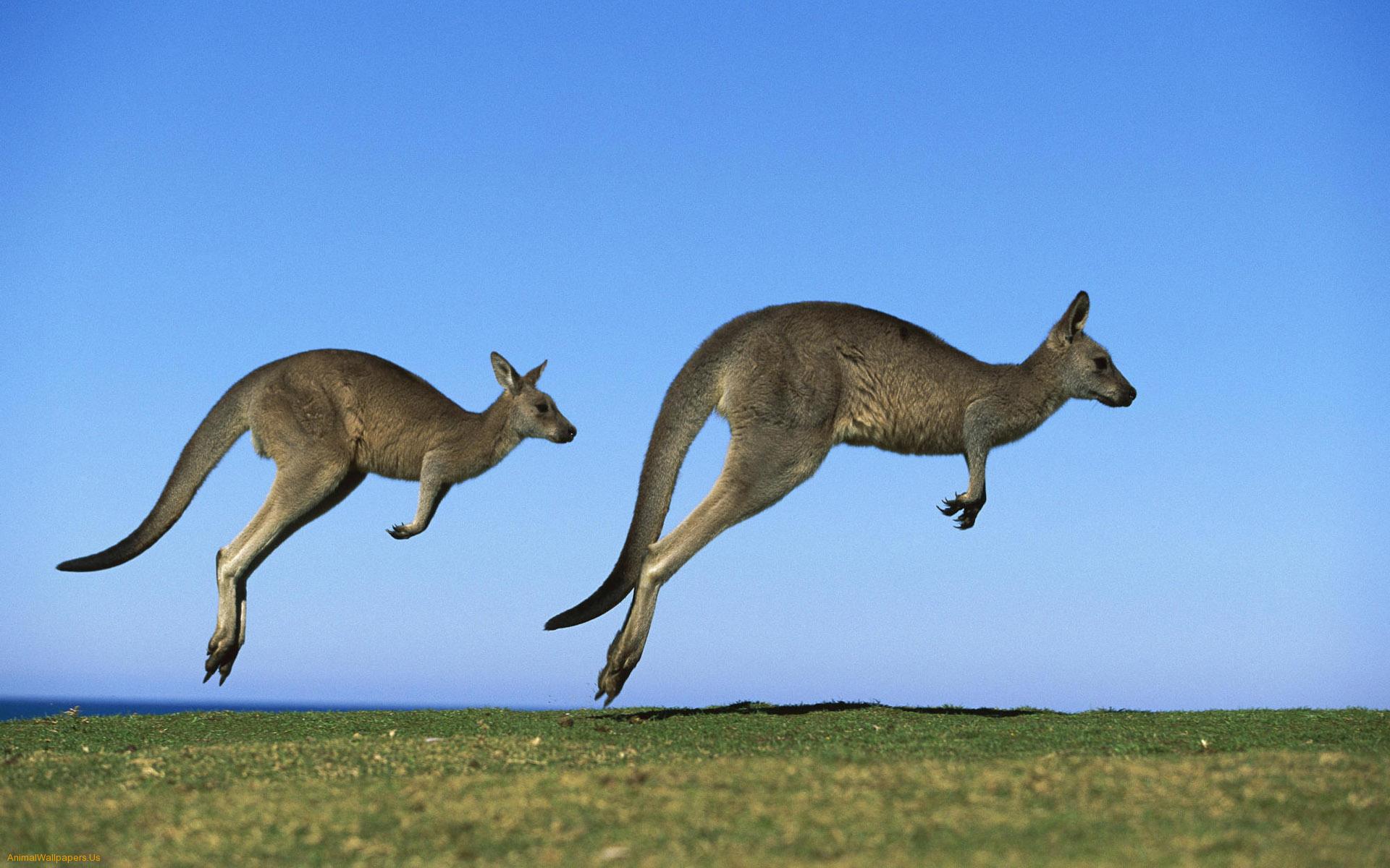 kangaroo high quality - AnimalWallpapers. Us