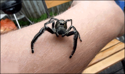 scary spider gif