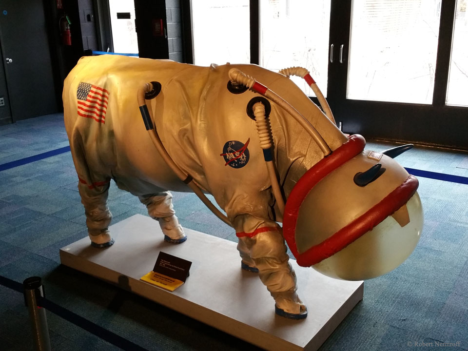 cow space suit - Robert Nemiroff
