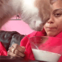cat cereal gif