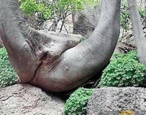 14 Things That Look Like Vaginas But Aren’t Actually Vaginas