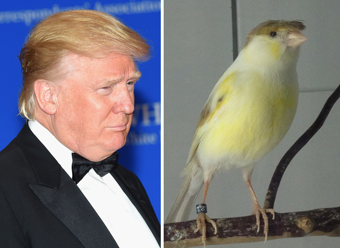 15 Things That Look More Like Donald Trump Than Donald Trump