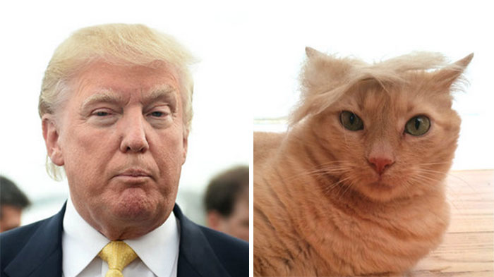 15 Things That Look More Like Donald Trump Than Donald Trump
