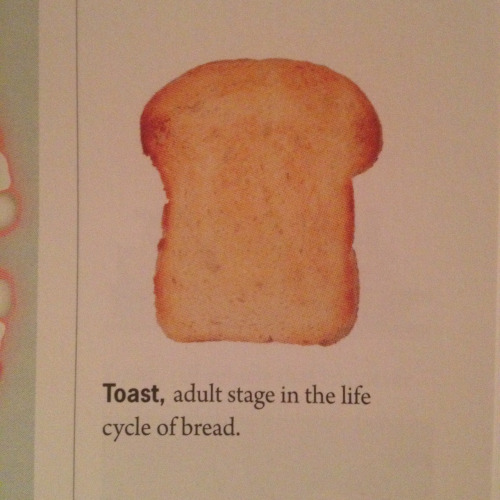 jaw - Toast, adult stage in the life cycle of bread.