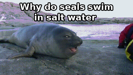 pun seal of approval gif - Why do seals swim in salt water Ten