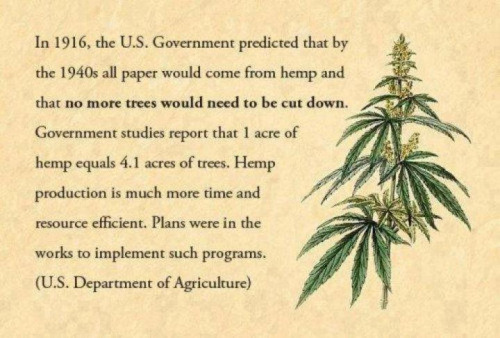 hemp history - In 1916, the U.S. Government predicted that by the 1940s all paper would come from hemp and that no more trees would need to be cut down. Government studies report that I acre of hemp equals 4.1 acres of trees. Hemp production is much more 