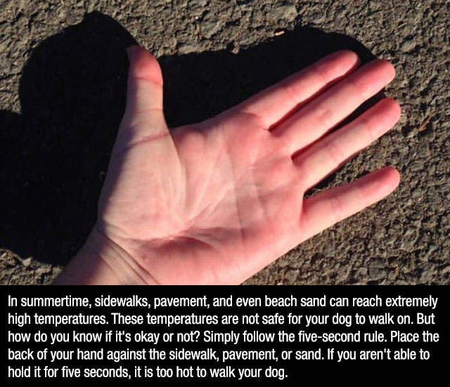 back of hand on pavement - In summertime, sidewalks, pavement, and even beach sand can reach extremely high temperatures. These temperatures are not safe for your dog to walk on. But how do you know if it's okay or not? Simply the fivesecond rule. Place t