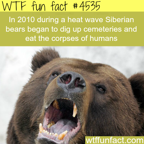 bears in the alps - Wtf fun fact In 2010 during a heat wave Siberian bears began to dig up cemeteries and eat the corpses of humans wtffunfact.com