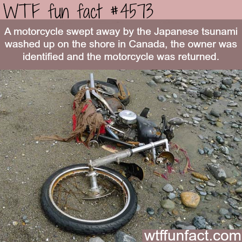 japan tsunami harley - Wtf fun fact A motorcycle swept away by the Japanese tsunami washed up on the shore in Canada, the owner was identified and the motorcycle was returned. wtffunfact.com