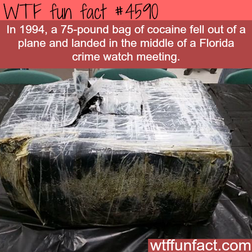60lbs of cocaine - Wtf fun fact In 1994, a 75pound bag of cocaine fell out of a plane and landed in the middle of a Florida crime watch meeting. wtffunfact.com