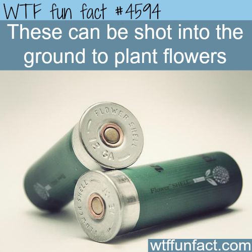 12 gauge flower shell - Wtf fun fact These can be shot into the ground to plant flowers Clow Sa wtffunfact.com