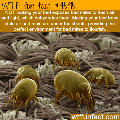 wtf gross facts - Wtf fun fact Not making your bed exposes bed mites to fresh air and light, which dehydrates them. Making your bed traps stale air and moisture under the sheets, providing the perfect environment for bed mites to flourish. wtffunfact.com