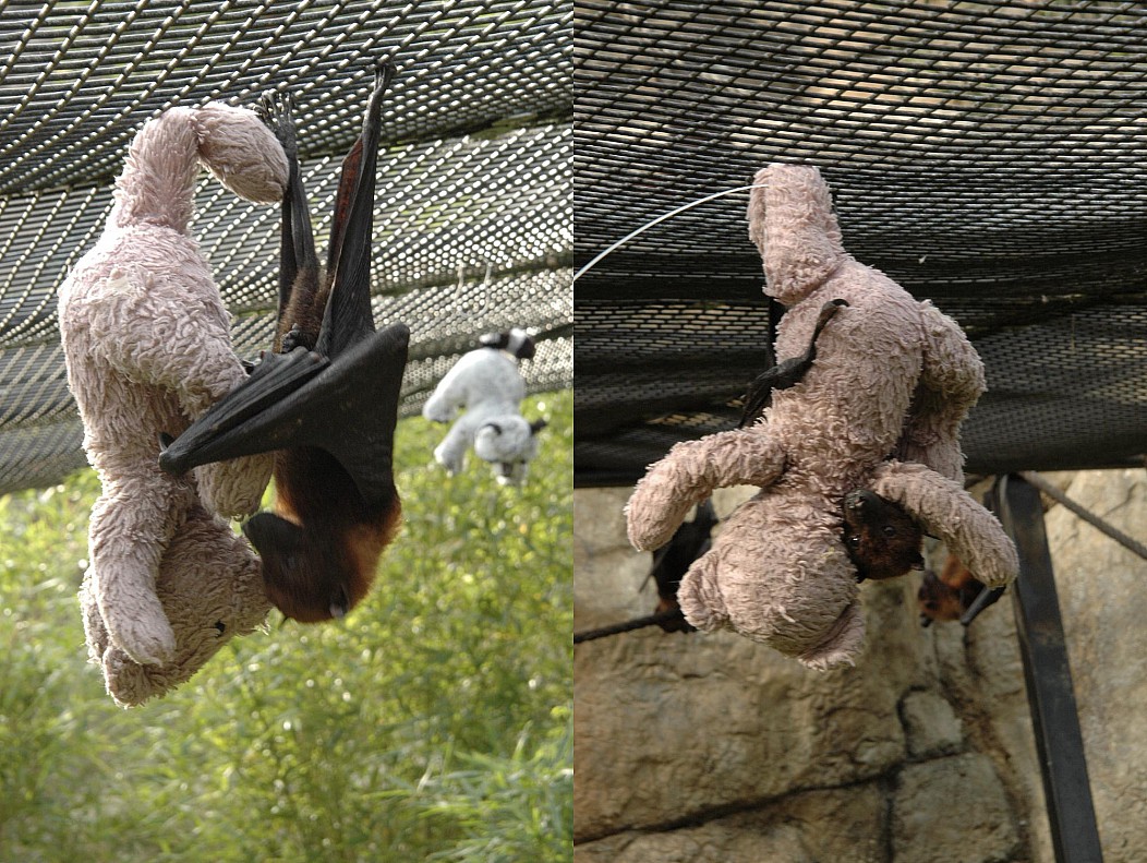 random pic bat with teddy bear
