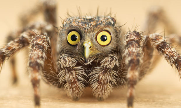spider owl - o O