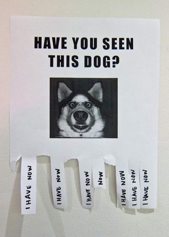 have you seen this dog i have now - I Have Now I Have Now I Have Now This Dog? Have You Seen Now I Have Now I Have Now I Have Now
