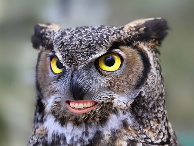 mean owl
