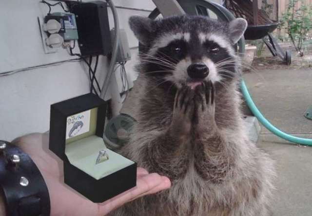 raccoon wedding ring