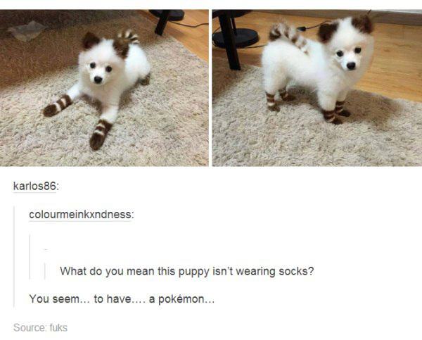 posts dog - karlos86 colourmeinkxndness What do you mean this puppy isn't wearing socks? You seem... to have.... a pokmon... Source fuks