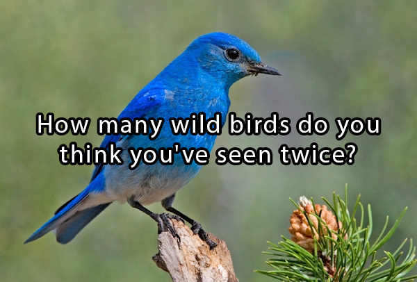 blue bird uk - How many wild birds do you think you've seen twice?