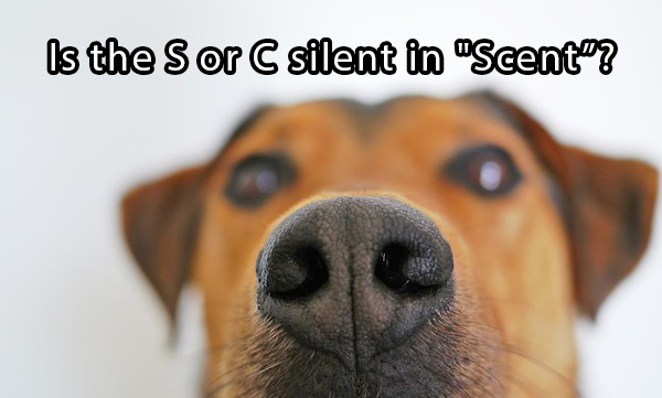 questions that mess with your mind - Is the Sor C silent in "Scent?