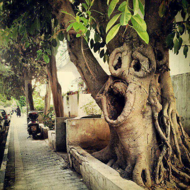 random pic laughing trees