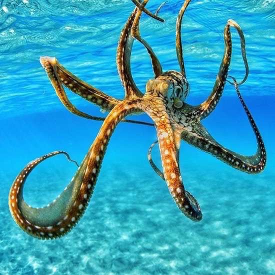 random pic hawaiian octopus