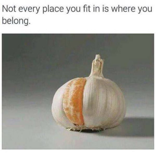 orange in garlic - Not every place you fit in is where you belong.