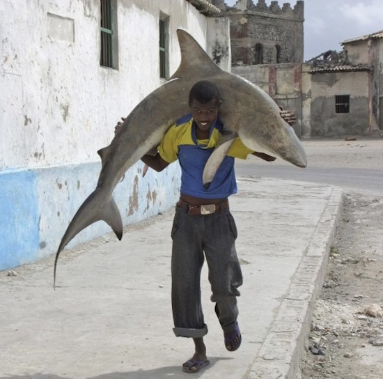 mogadishu shark