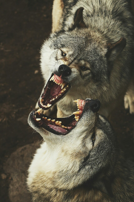 fighting angry wolf