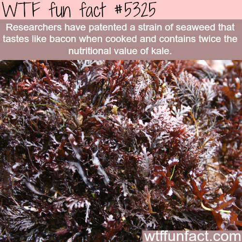 wtf facts - seaweed truffle - Wtf fun fact Researchers have patented a strain of seaweed that tastes bacon when cooked and contains twice the nutritional value of kale. wtffunfact.com