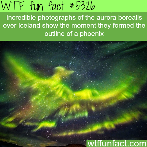 wtf facts - iceland phoenix northern lights - Wtf fun fact Incredible photographs of the aurora borealis over Iceland show the moment they formed the outline of a phoenix wtffunfact.com