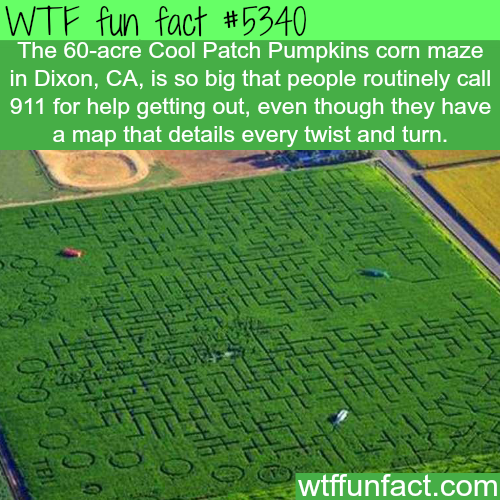 wtf facts - funny wtf sports facts - Wtf fun fact The 60acre Cool Patch Pumpkins corn maze in Dixon, Ca, is so big that people routinely call 911 for help getting out, even though they have a map that details every twist and turn. wtffunfact.com