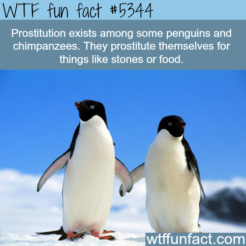 wtf facts - 2 penguins - Wtf fun fact Prostitution exists among some penguins and chimpanzees. They prostitute themselves for things stones or food. wtffunfact.com