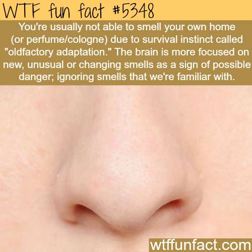 31 Wtf Facts To Engorge Your Knowledge Muscles Wtf Gallery Ebaum S World