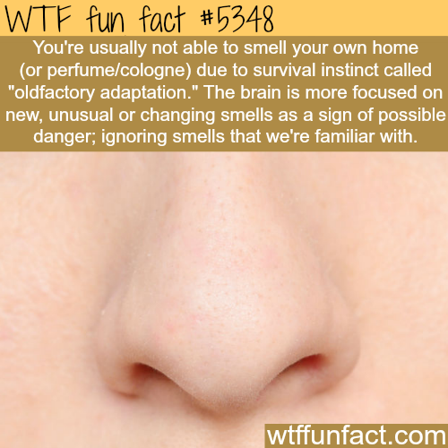 wtf facts - lotr wtf fun facts - Wtf fun fact You're usually not able to smell your own home or perfumecologne due to survival instinct called "oldfactory adaptation." The brain is more focused on new, unusual or changing smells as a sign of possible dang