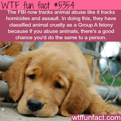 wtf facts - animal fun facts - Wtf fun fact The Fbi now tracks animal abuse it tracks homicides and assault. In doing this, they have classified animal cruelty as a Group A felony because if you abuse animals, there's a good chance you'd do the same to a 